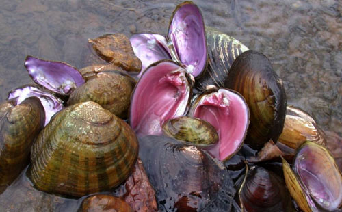 Shells Photo